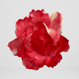 Penny & Rose Oil Tint Set for Floral Diffusers