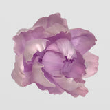 Penny & Rose Oil Tint Set for Floral Diffusers