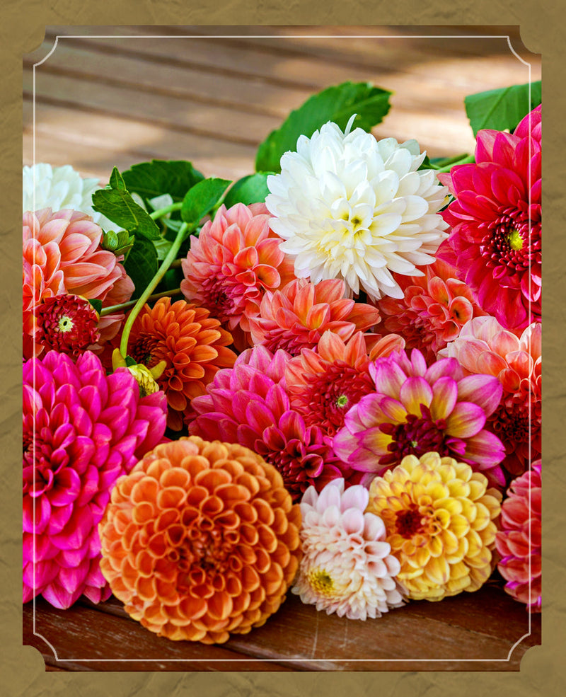 Dahlias: The Flower That Just Keeps Giving